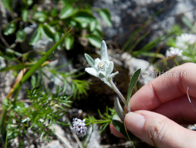 雪绒花(Leontopodium alpinum)